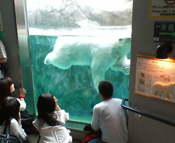 旭山動物園・泳ぐホッキョクグマ